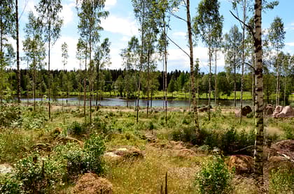 Bild av trädgården