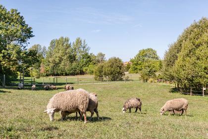 Bild av trädgården