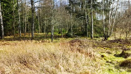 Bild av trädgården