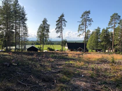 Bild av trädgården