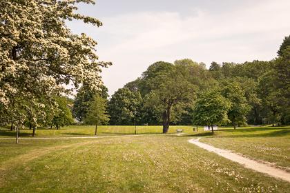 Bild av trädgården