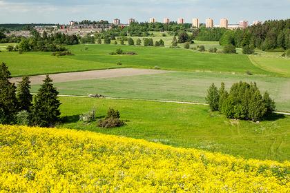 Bild av trädgården