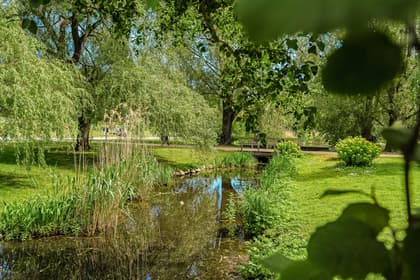 Bild av trädgården