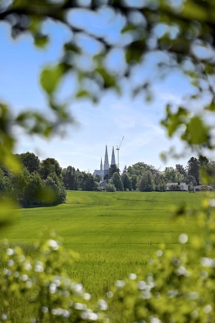 Bild av trädgården