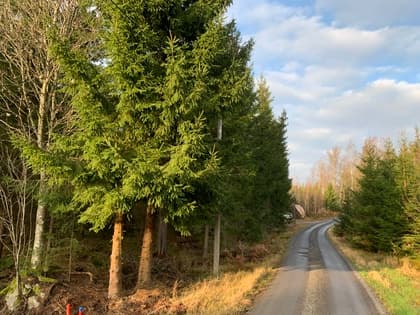 Linderås 7, Sandlilden