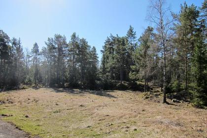 Bild av trädgården