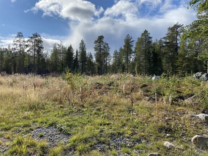 Bild av trädgården