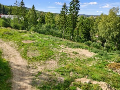 Bild av trädgården