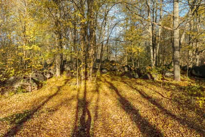 Bild av trädgården