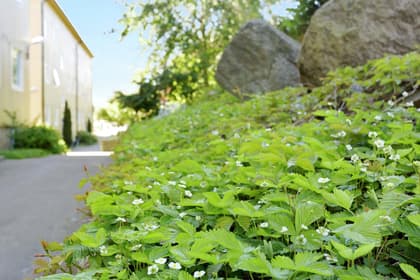Bild av trädgården