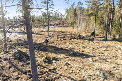 Bild av trädgården