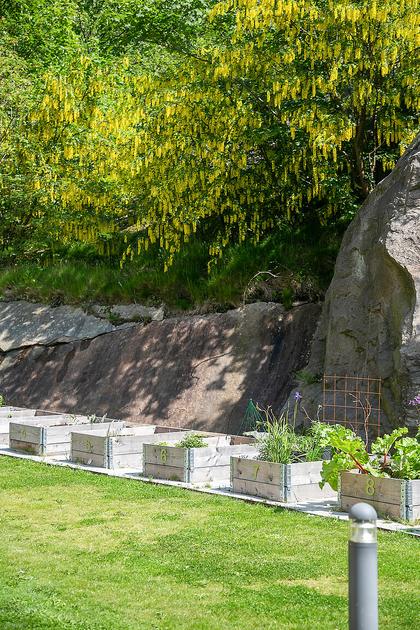 Bild av trädgården