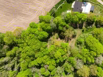 Bild av trädgården