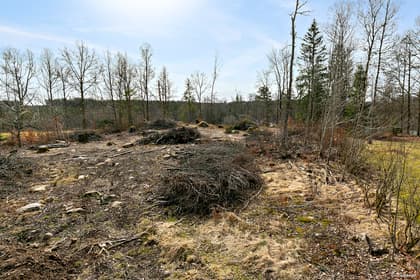 Bild av trädgården