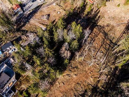 Bild av trädgården