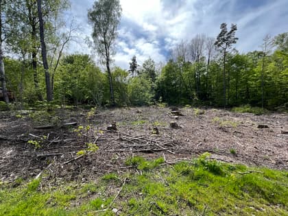 Bild av trädgården