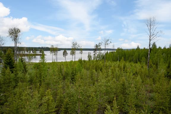 Norra Bergfors 198, Skellefteå