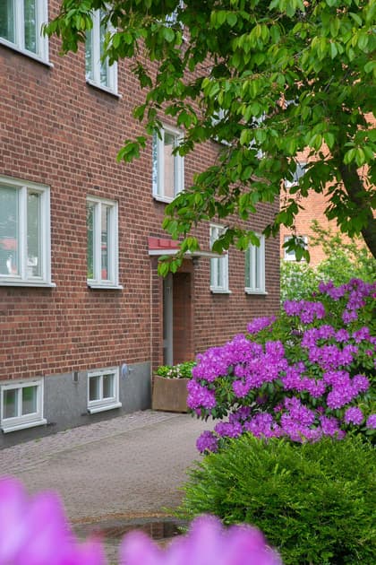 Bild av trädgården