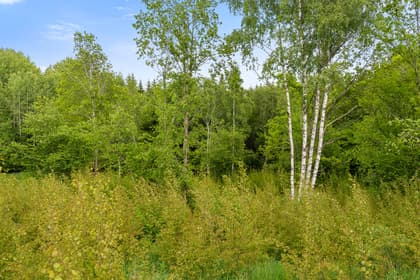 Bild av trädgården