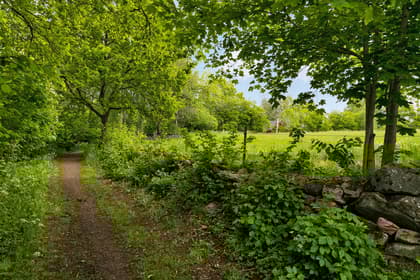 Bild av trädgården