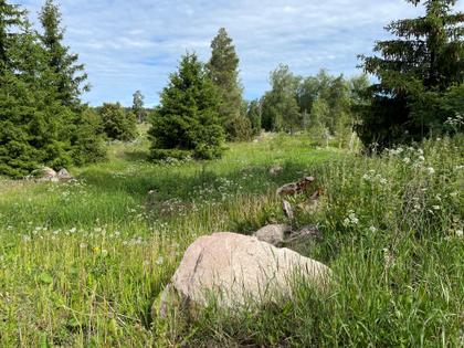 Bild av trädgården