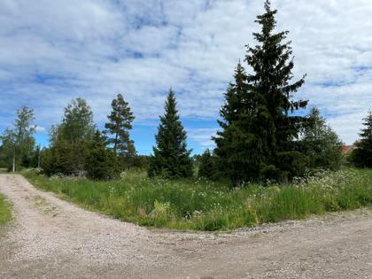 Bild av trädgården