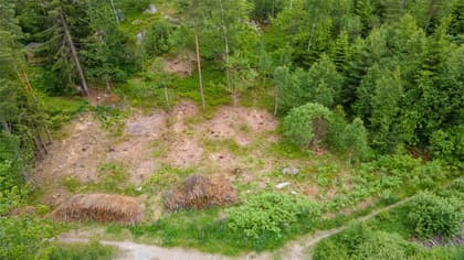 Bild av trädgården