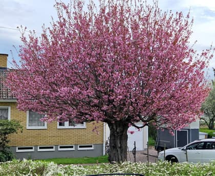 Blomstergränd 4, Fliseryd