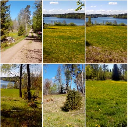 Bild av trädgården