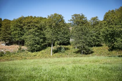 Bild av trädgården