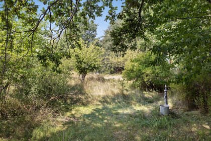 Bild av trädgården