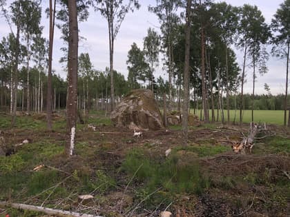 Bild av trädgården