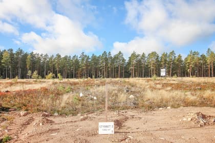 Bild av trädgården