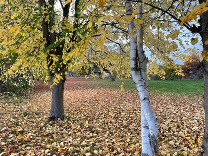 Bild av trädgården