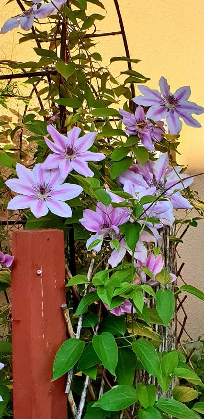 Bild av trädgården