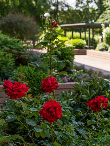 Bild av trädgården