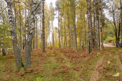 Bild av trädgården