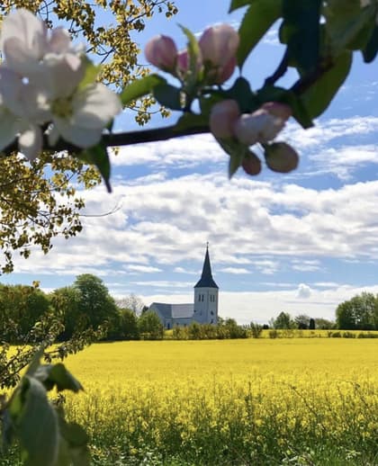 Bild av trädgården