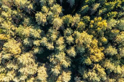 Bild av trädgården