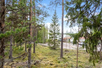 Bild av trädgården