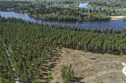 Bild av trädgården