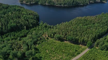 Bild av trädgården