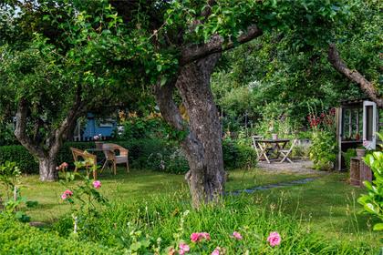 Bild av trädgården