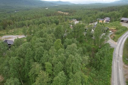 Bild av trädgården