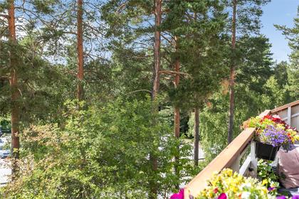 Bild av trädgården