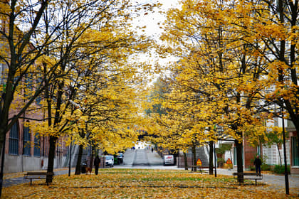 Bild av trädgården