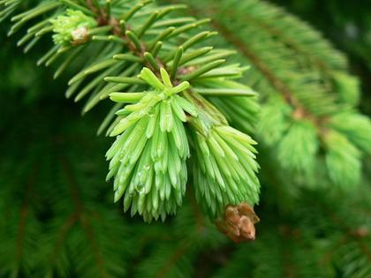 Bild av trädgården