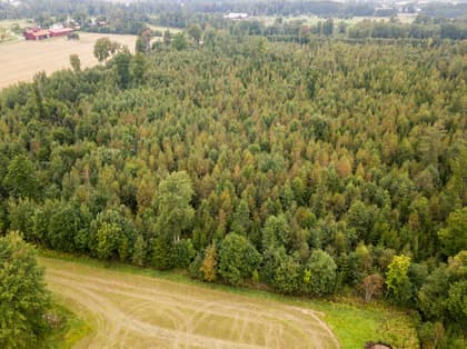 Bild av trädgården