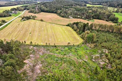 Bild av trädgården