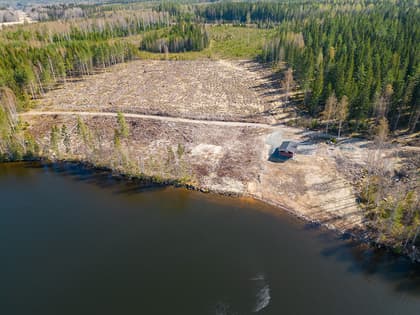 Bild av trädgården